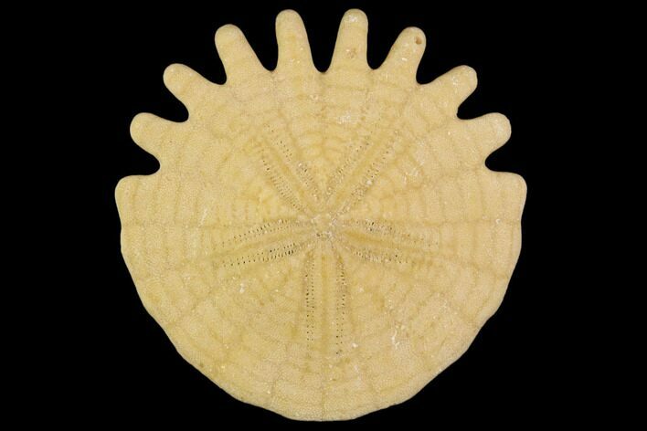 Fossil Sand Dollar (Heliophora) - Boujdour Province, Morocco #106792